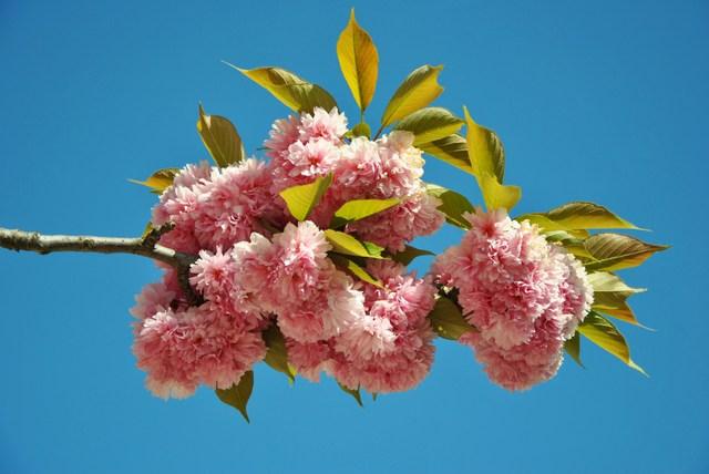 Image Hosted by ImageShack.us