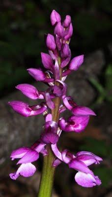 Orchis mascula : premières fleurs