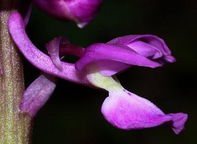 Orchis mascula : premières fleurs