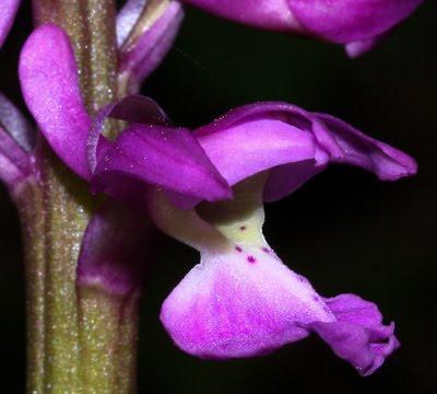 Orchis mascula : premières fleurs