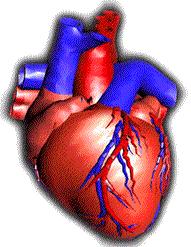 appareil cardiovasculaire