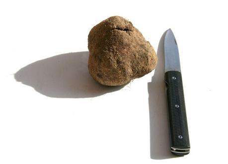 Tuber  magnatum Portugal