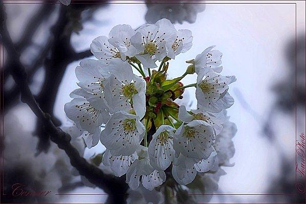 Cerisier-03.jpg