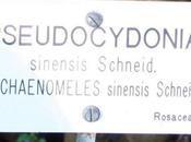 Pseudocydonia sinensis