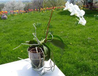 Phalaenopsis-verre_02 Phalaenopsis-verre_02