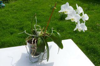 Phalaenopsis-verre_01 Phalaenopsis-verre_01