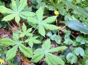 Aesculus hippocastanum