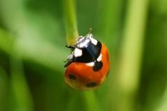 Des insectes utiles à votre jardin: l'exemple des coccinelles