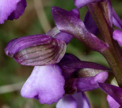 Premières orchidées sur le plateau de Domgermain : Anacamptis morio et Ophrys araneola