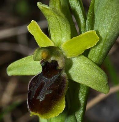 Premières orchidées sur le plateau de Domgermain : Anacamptis morio et Ophrys araneola