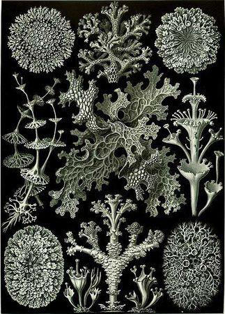 430px_Haeckel_Lichenes