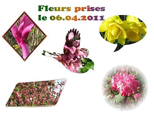 fleurs du 06.04.2011