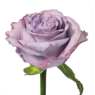 Dolcetto_sideview_lavender_rose
