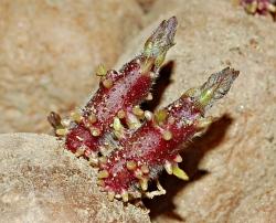 germes pomme de terre