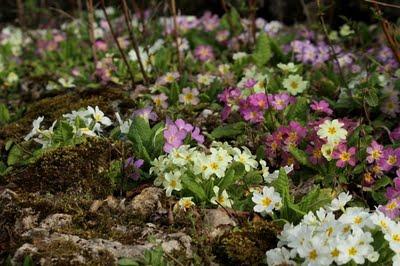 Printemps au jardin