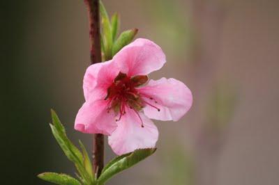 Printemps au jardin