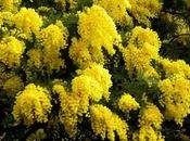 printemps tout simplement