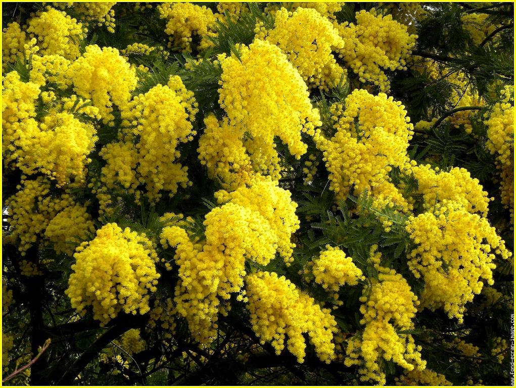 Le printemps tout simplement