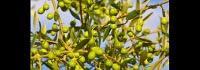 Les vertus naturelles de l'huile d'olive