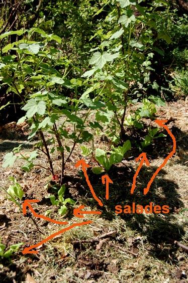 saldes sous groseilles