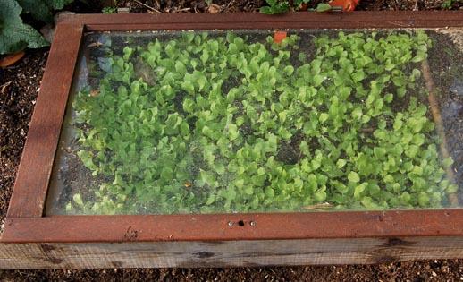 semis de laitue sous verre