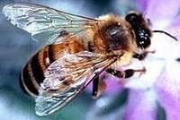 une-abeille.1302707531.jpg