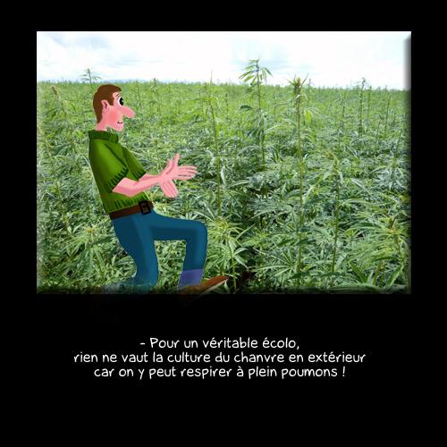 573 Cannabis no ecolo