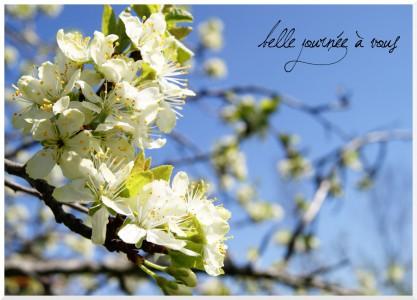 Prunier en fleurs