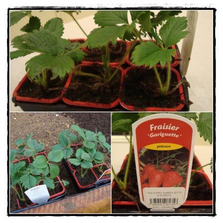 Les Gariguettes rougissent, 14 avril 2011