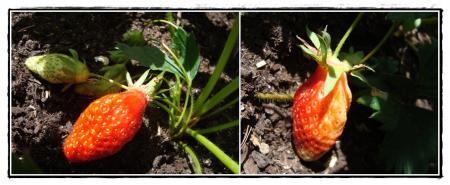 Les Gariguettes rougissent, 14 avril 2011