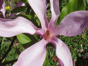 Farandole mini tartelettes