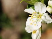 Délicate fleur cerisier