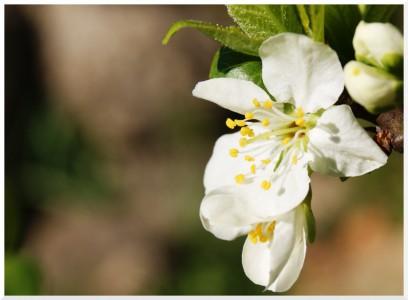 Délicate fleur de cerisier
