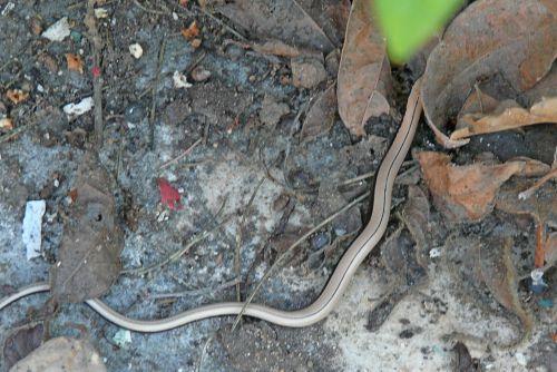 Un temps de saison : journal du 15 avril 2011