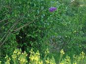 temps saison journal avril 2011