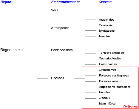 Classification des espèces