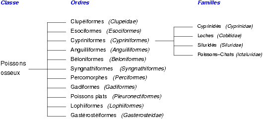 Classification des espèces