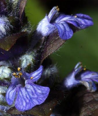 Printemps : revue de détails (3)