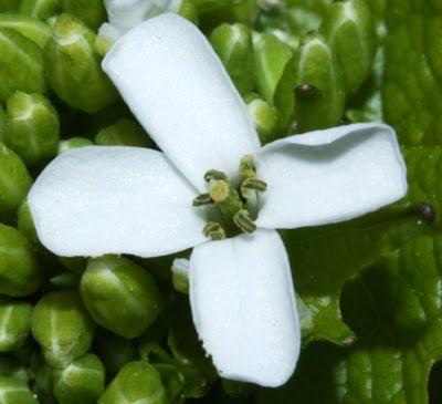 Printemps : revue de détails (3)