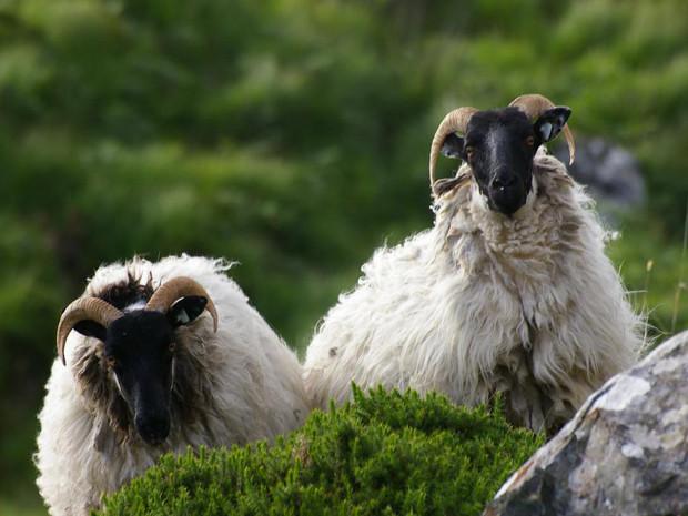 http://www.geo.fr/var/geo/storage/images/voyages/vos-voyages-de-reve/a-travers-l-ouest-irlandais/connemara-des-moutons-a-tete-noire/575431-1-fre-FR/des-moutons-a-tete-noire_620x465.jpg