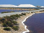 projet Salinalgue pour cultiver micro-algues