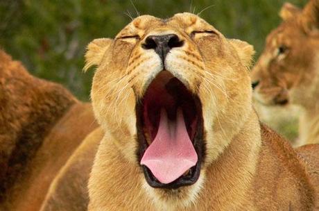 lion-sommeil