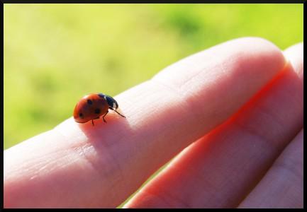 2ème tentative d’apprivoisement