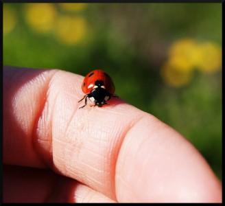2ème tentative d’apprivoisement
