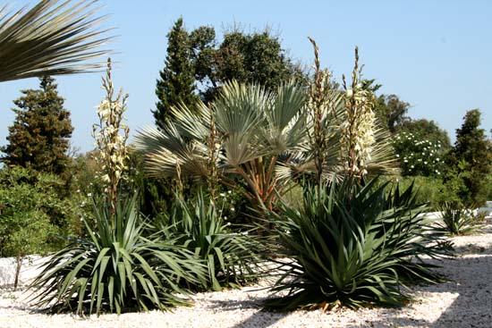 Yucca gloriosa superba