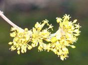 Comment devient-on cornouille