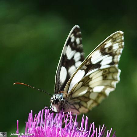 Melanargia_galathea