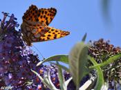 Nacré, papillon attiré violettes champs