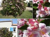 Pirate apprécie wégélia, avril 2011