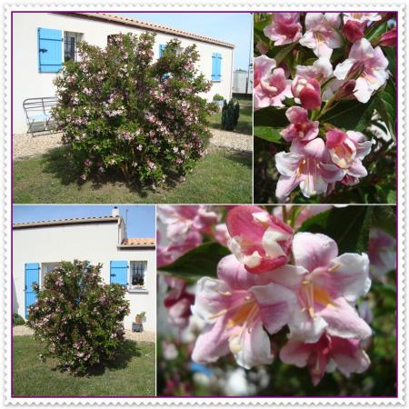 Pirate apprécie le wégélia, 17 avril 2011